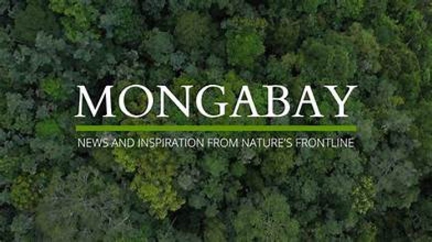 Mongabay Africa Scholarships 2024 for Environmental Journalism